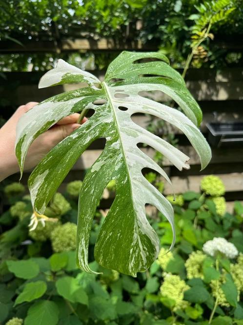 Laatste Monstera Variagata tussenstekken, Huis en Inrichting, Kamerplanten, Overige soorten, Minder dan 100 cm, Ophalen