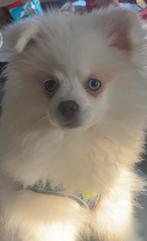 Pomeriaan puppy met blauwe ogen te koop!, Dieren en Toebehoren, Rabiës (hondsdolheid), 15 weken tot 1 jaar, Eén hond, Nederland