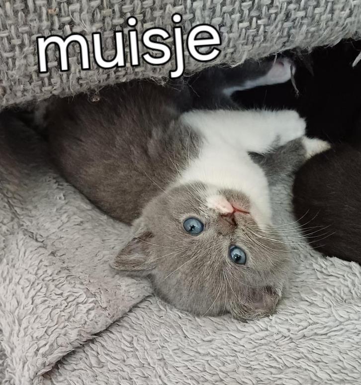 Half brits poesjes, Dieren en Toebehoren, Katten en Kittens | Raskatten | Korthaar, Poes, 0 tot 2 jaar, Ontwormd