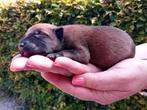 Mechelse herder pups, CDV (hondenziekte), 8 tot 15 weken, Meerdere, Meerdere dieren