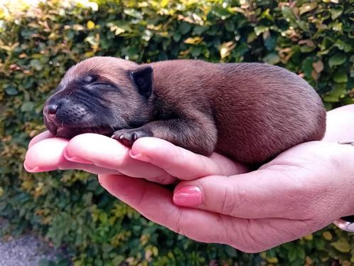 Mechelse herder pups, Dieren en Toebehoren, Honden | Herdershonden en Veedrijvers, Meerdere dieren, Herder, Fokker | Hobbymatig