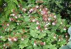 ==MOOI== Vaste tuinplant bodembedekker roze bloemen, Bodembedekkers, Vaste plant, Ophalen of Verzenden, Halfschaduw