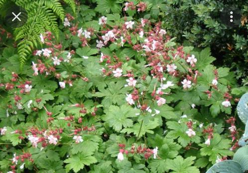 ==MOOI== Vaste tuinplant bodembedekker roze bloemen, Tuin en Terras, Planten | Tuinplanten, Vaste plant, Bodembedekkers, Halfschaduw