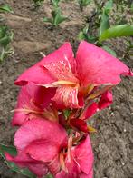 Lichtroze canna, Tuin en Terras, Planten | Tuinplanten, Volle zon, Vaste plant, Zomer, Ophalen