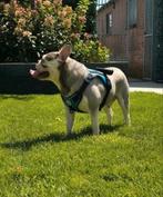 💙 Super gave franse bulldog reu💙, Dieren en Toebehoren, Particulier, Rabiës (hondsdolheid), Reu, 1 tot 2 jaar