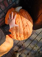 Gratis enorme pompoenen halen. Lekkere snack voor Varkens!, Ophalen of Verzenden