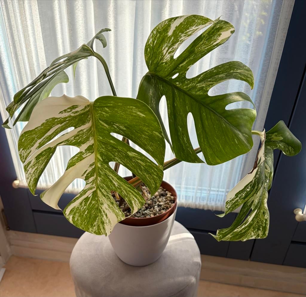 Kopstek Monstera Deliciosa Variegated 4 bladeren, Huis en Inrichting, Kamerplanten, Ophalen, Halfschaduw, Minder dan 100 cm