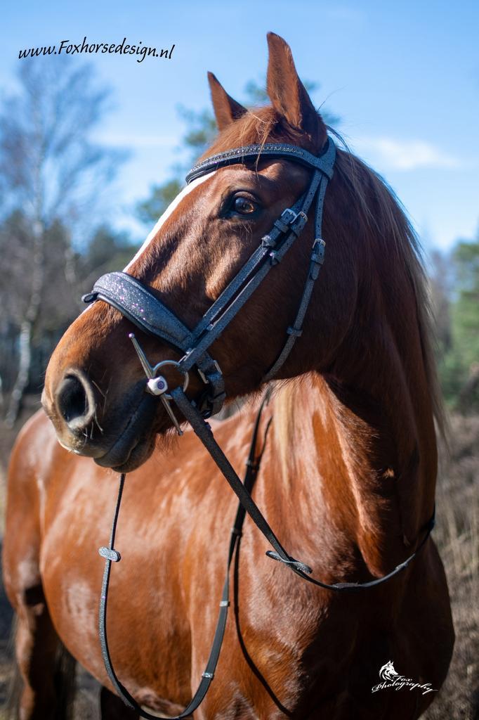 Nieuw! Grijs glitter hoofdstel in div maten, Dieren en Toebehoren, Paarden en Pony's | Hoofdstellen en Tuigage, Nieuw, Ophalen of Verzenden