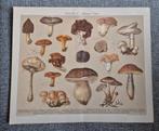 Originele antieke prent ca.1903 - Paddestoelen, Ophalen of Verzenden