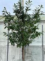 Groenblijvende bomen Laurier in div soorten en maten, Tuin en Terras, Planten | Bomen, Halfschaduw, Overige soorten, Lente, 250 tot 400 cm