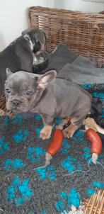Fransebulldog pups Franse bulldog, Parvo, 8 tot 15 weken, Bulldog, Meerdere