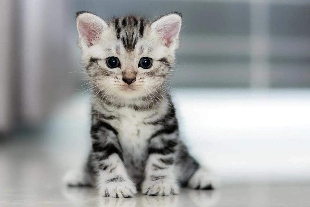 Gezocht: 1 kitten voor 50 euro!, Ophalen, Zo goed als nieuw, 2-core, 3 tot 4 Ghz