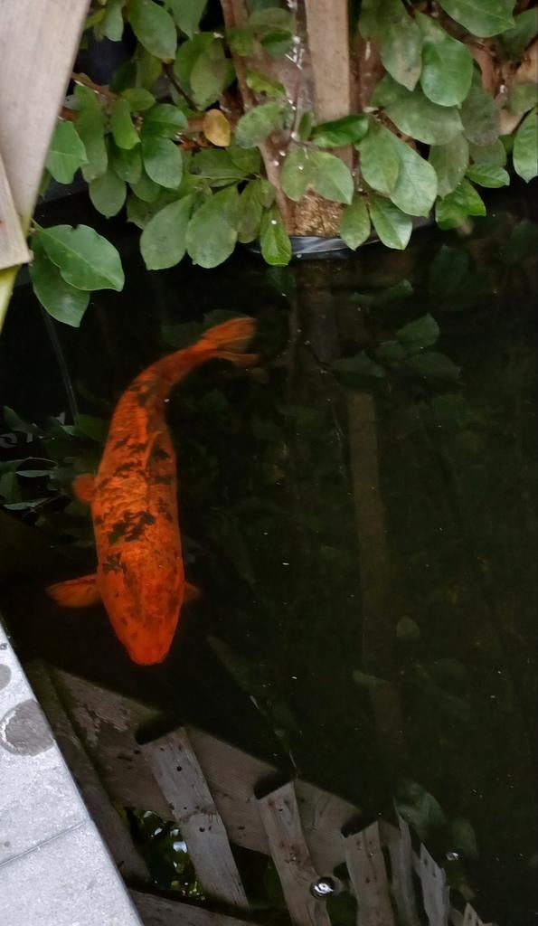 Grote koi tekoop, Ophalen