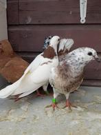 Gezocht 6 piepers, Meerdere dieren, Kropper