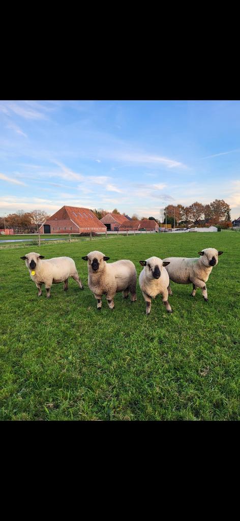 4 Hampshire down schapen met lammeren te koop, Meerdere dieren, Schaap