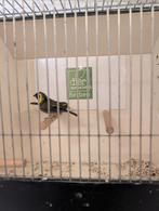 Koppel cubavinkjes, Dieren en Toebehoren, Meerdere dieren