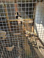 Te koop 1 feligyhazel doffer, Dieren en Toebehoren, Vogels | Duiven, Mannelijk, Overige soorten