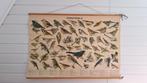 Schoolplaat zangvogels, Antiek en Kunst, Antiek | Schoolplaten, Ophalen, Natuur en Biologie
