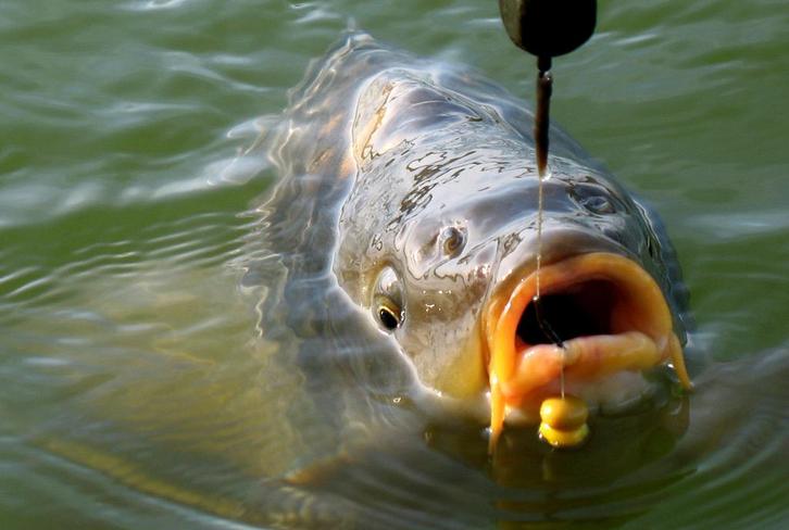 Complete karper vis uitrusting, Watersport en Boten, Hengelsport | Karpervissen, Zo goed als nieuw, Complete set, Ophalen