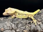 Correlophus ciliatus - Wimpergekko - Crested Gecko, Dieren en Toebehoren, Hagedis, 0 tot 2 jaar