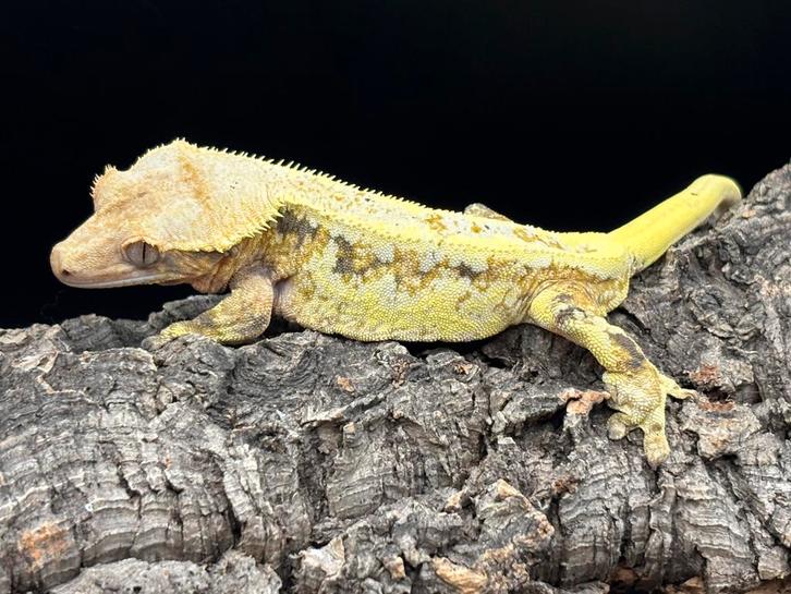 Correlophus ciliatus - Wimpergekko - Crested Gecko Crested Gecko - unknown for sale from Miranda