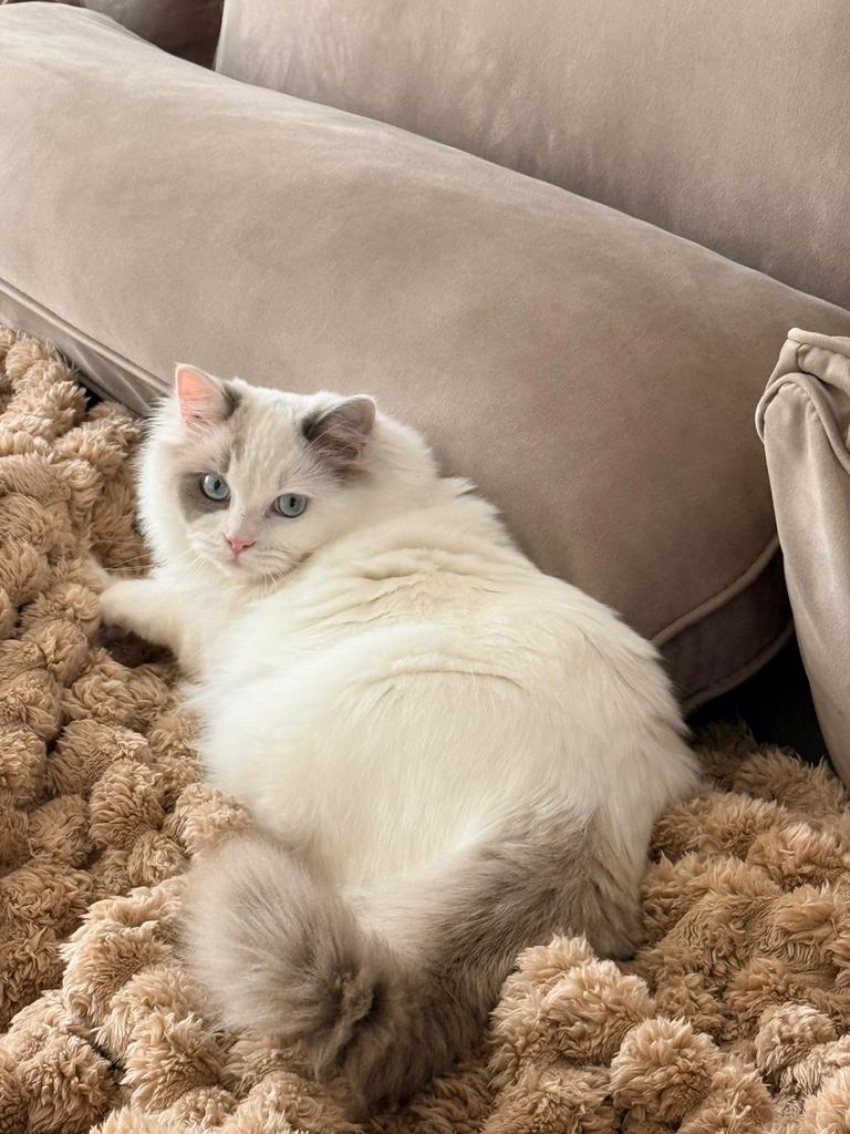 Nieuw thuis gezocht ragdoll 1 jaar, Dieren en Toebehoren, Meerdere dieren