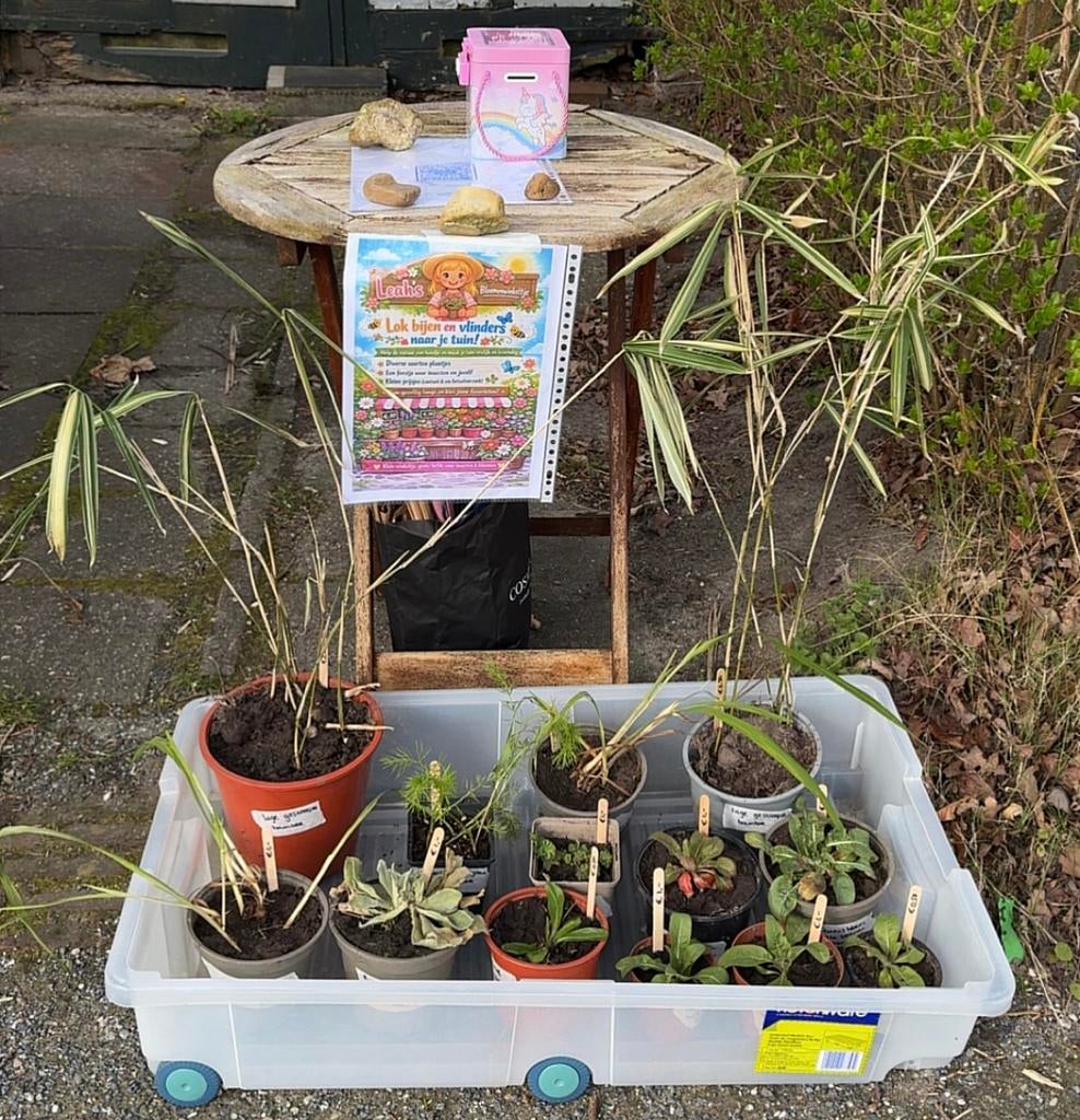Tuin planten voor kleine prijsjes, Ophalen, Overige soorten, Volle zon