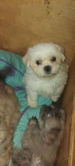 mooi boomers 8 weken, Nederland, Overige rassen, 8 tot 15 weken, Meerdere