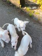 Dogo argentino, Dieren en Toebehoren, Overige rassen, 8 tot 15 weken, Parvo, Meerdere