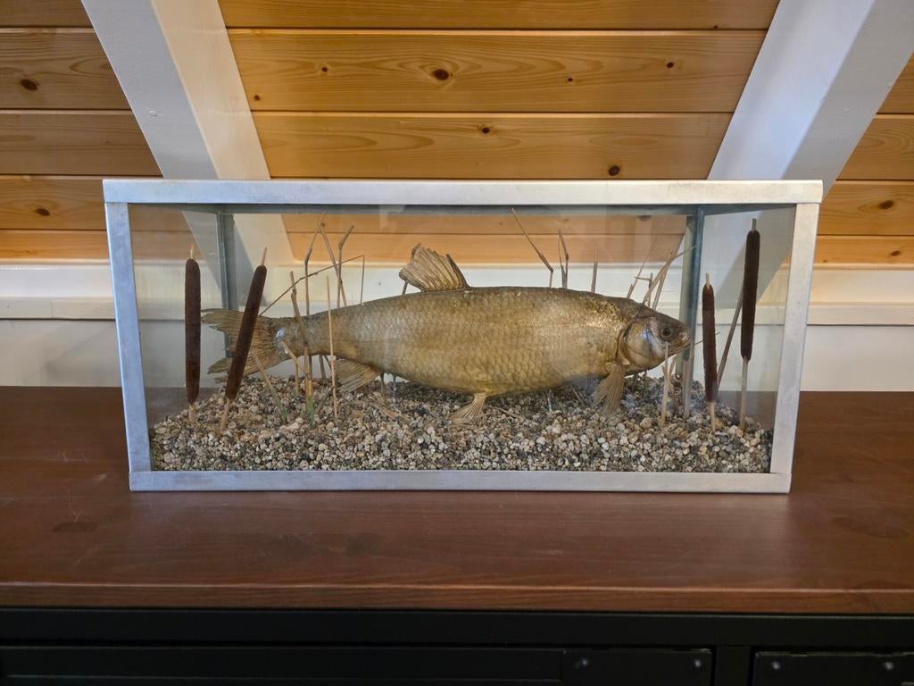 Opgezette Karper in Vitrinekast - 80x20x22 cm.  Taxidermie., Ophalen, Gebruikt