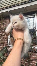 Moeder en zoon ragdoll, Dieren en Toebehoren, Meerdere dieren, Met stamboom, 0 tot 2 jaar