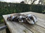 Lieve jonge Nederlandse Hangoordwergen te koop, Dieren en Toebehoren, Konijnen, Meerdere dieren, Dwerg, Hangoor, 0 tot 2 jaar