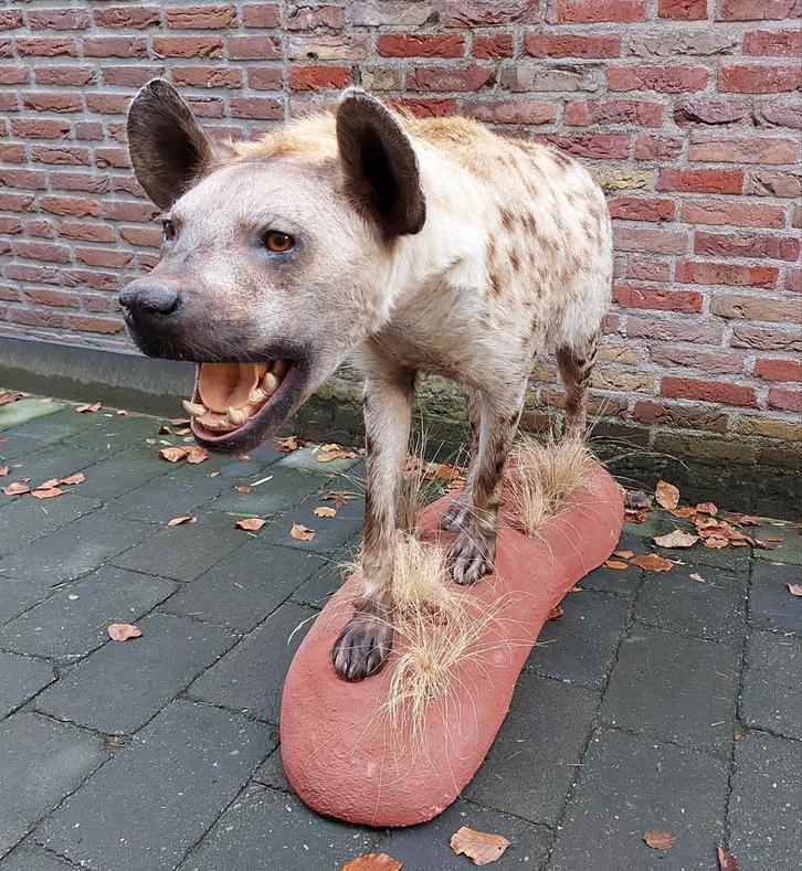 Opgezette hyena taxidermy opgezet afrika curiosa schedel, Verzamelen, Dierenverzamelingen, Opgezet dier, Wild dier, Ophalen