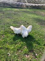 Antwerpse baardkriel hennen, Dieren en Toebehoren, Pluimvee, Vrouwelijk, Kip