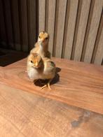 Kuikens beschikbaar‼️, Dieren en Toebehoren, Geslacht onbekend, Kip