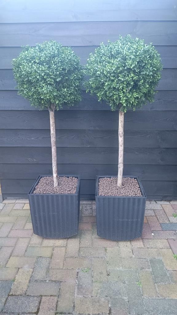 Te koop: kunststof Buxus Bol op stam, Ophalen