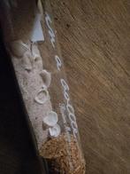 Riviera Maison verzameling., Huis en Inrichting, Woonaccessoires | Etagères, Ophalen, Gebruikt