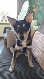 Huksy/labrador pup, Parvo, 15 weken tot 1 jaar, Overige rassen, Teef