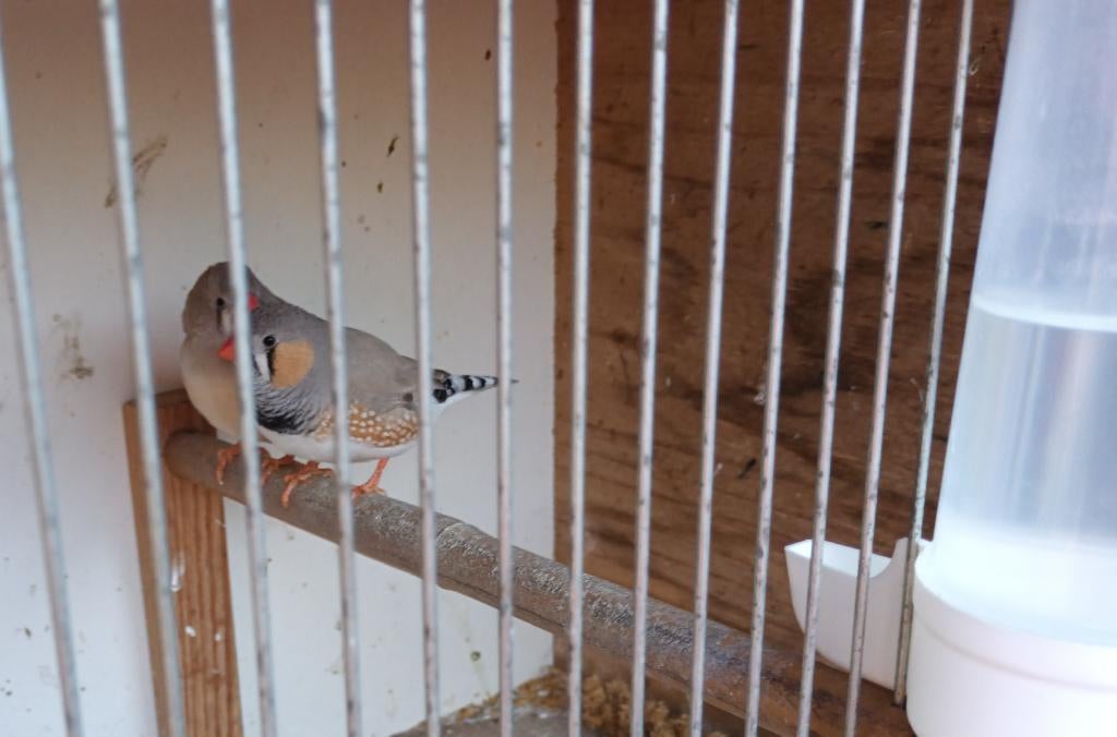 zebra vinken, Dieren en Toebehoren, Meerdere dieren