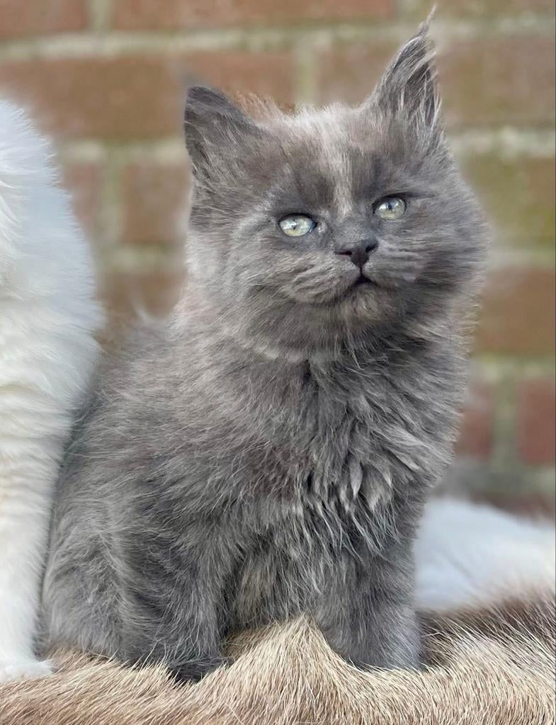 Maine Coon kitten, poes, Blue Smoke, Poes, Gechipt, 0 tot 2 jaar
