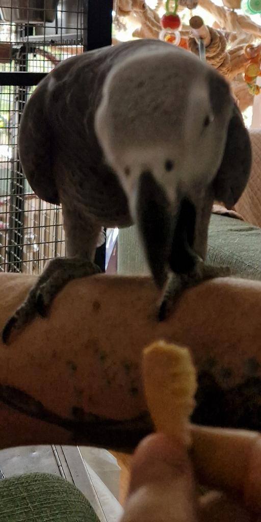 Mooie grijze roodstaart mannetje, Dieren en Toebehoren, Vogels | Parkieten en Papegaaien, Mannelijk, Papegaai
