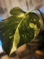 Monstera deliciosa Albo Variegata - meerdere planten, Huis en Inrichting, Kamerplanten, Ophalen of Verzenden, Halfschaduw, Minder dan 100 cm