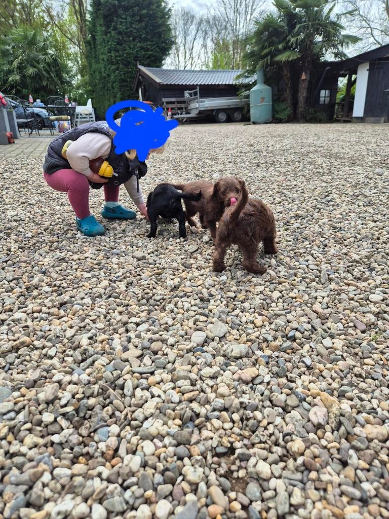 Te koop kruising Toypoedel puppy's., Parvo, 8 tot 15 weken, Meerdere, Nederland