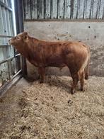 Mooie jonge Limousin dekstier 16 maanden, Dieren en Toebehoren, Runderen, Mannelijk