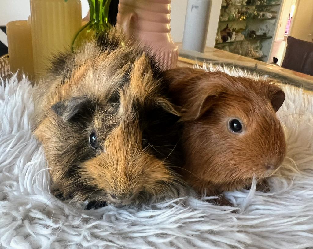Koppeltje beertjes / mannetjes cavia’s, Dieren en Toebehoren, Knaagdieren, Mannelijk, Tam, Maart, Cavia