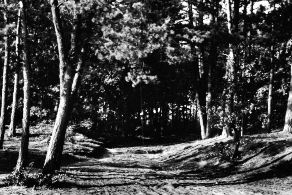 939484 Garderen Gld 1948 Speulderbos boom Gelopen, Ophalen of Verzenden, 1940 tot 1960, Gelopen, Gelderland
