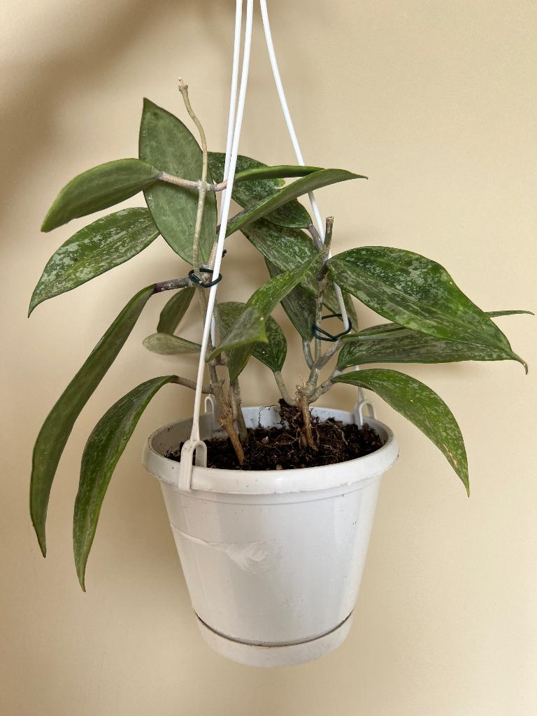 Hoya pubicalyx, Huis en Inrichting, Kamerplanten, Ophalen of Verzenden, Halfschaduw, Minder dan 100 cm