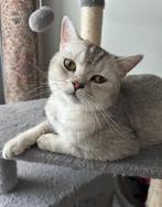 Britse korthaar poesje, Dieren en Toebehoren, 3 tot 5 jaar