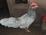 Blauwe leghorn hen groot aangeboden., Dieren en Toebehoren, Vrouwelijk, Kip