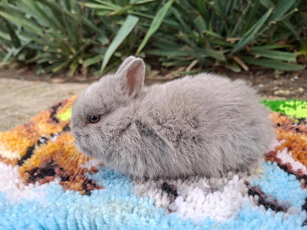 Kleurdwerg, Dieren en Toebehoren, Mannelijk, Dwerg, 0 tot 2 jaar